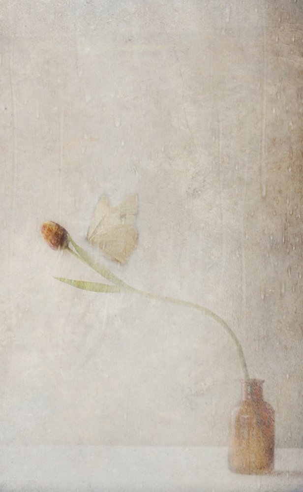 Fading Tulip Still Life by Delphine Devos