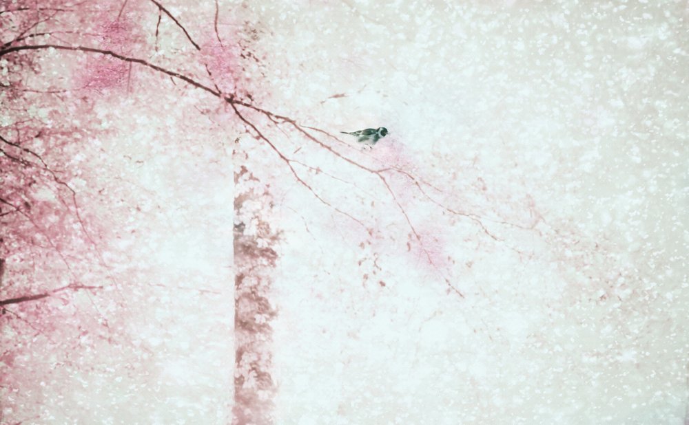 Pink Blossoms Bird by Delphine Devos