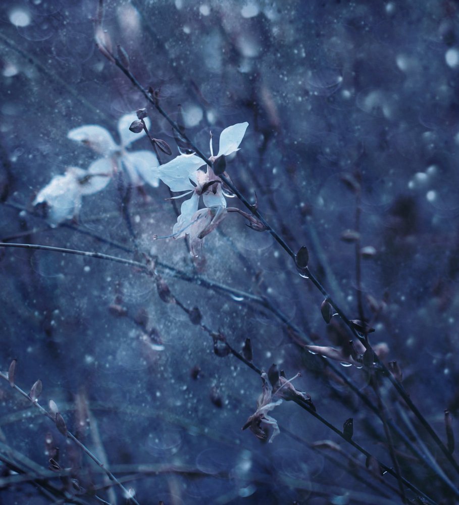Soft Blue Blooms by Delphine Devos