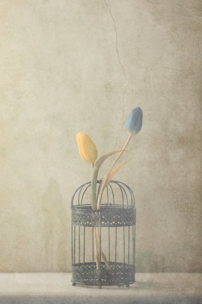 Vintage Caged Tulips by Delphine Devos
