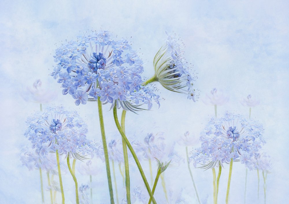 Ethereal Blue Flowers by Denis O Reilly