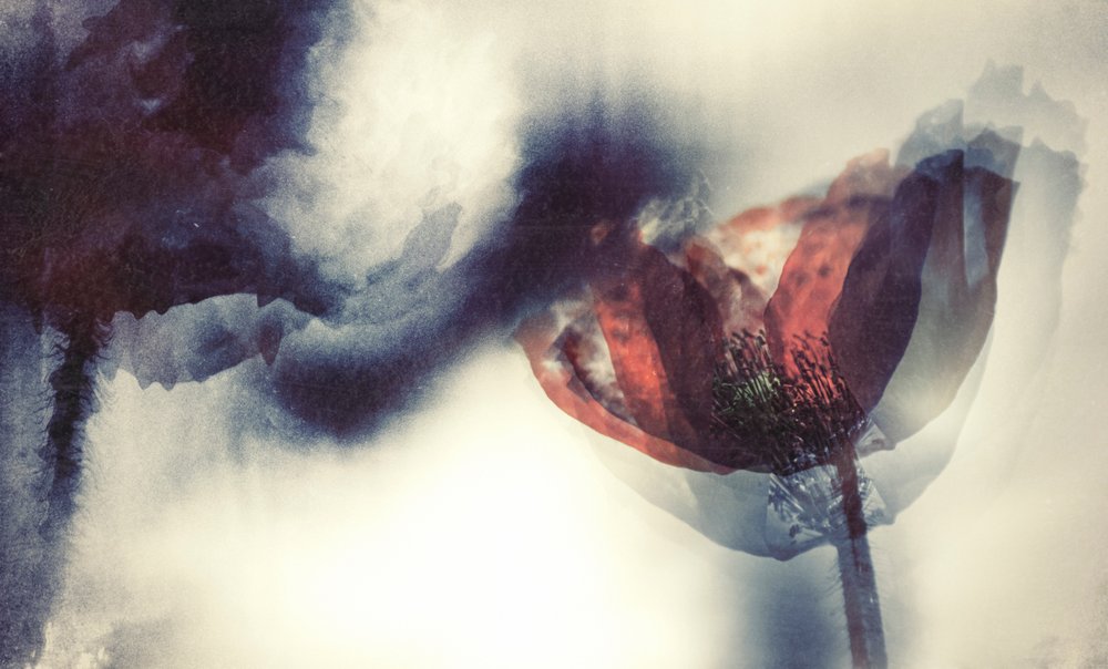 Ethereal Red Poppy by Desislava Ignatova