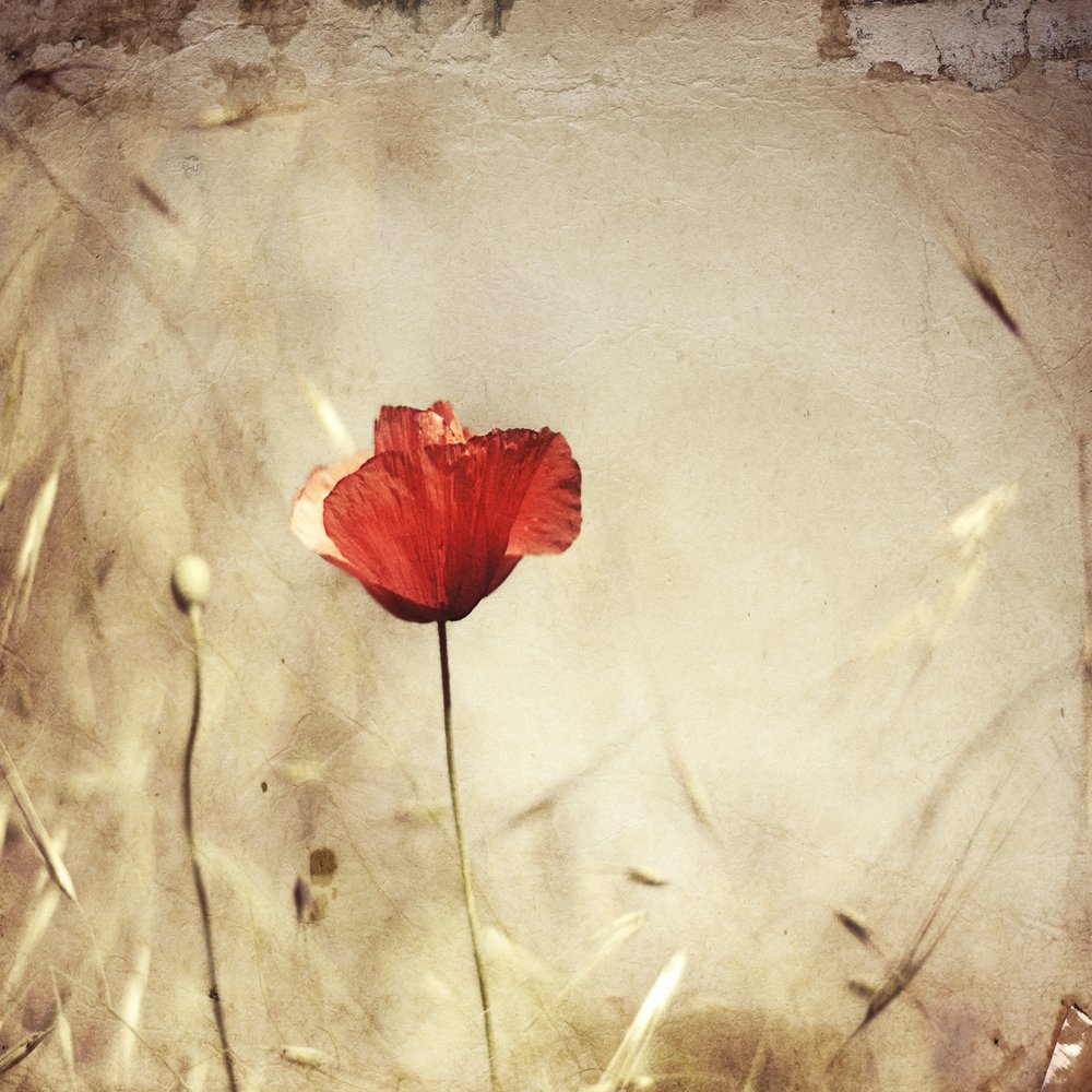 Vintage Red Poppy by Desislava Ignatova