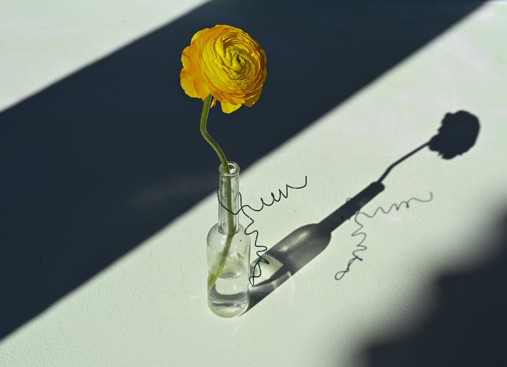 Sunlit Ranunculus Shadow by Donatella Basso