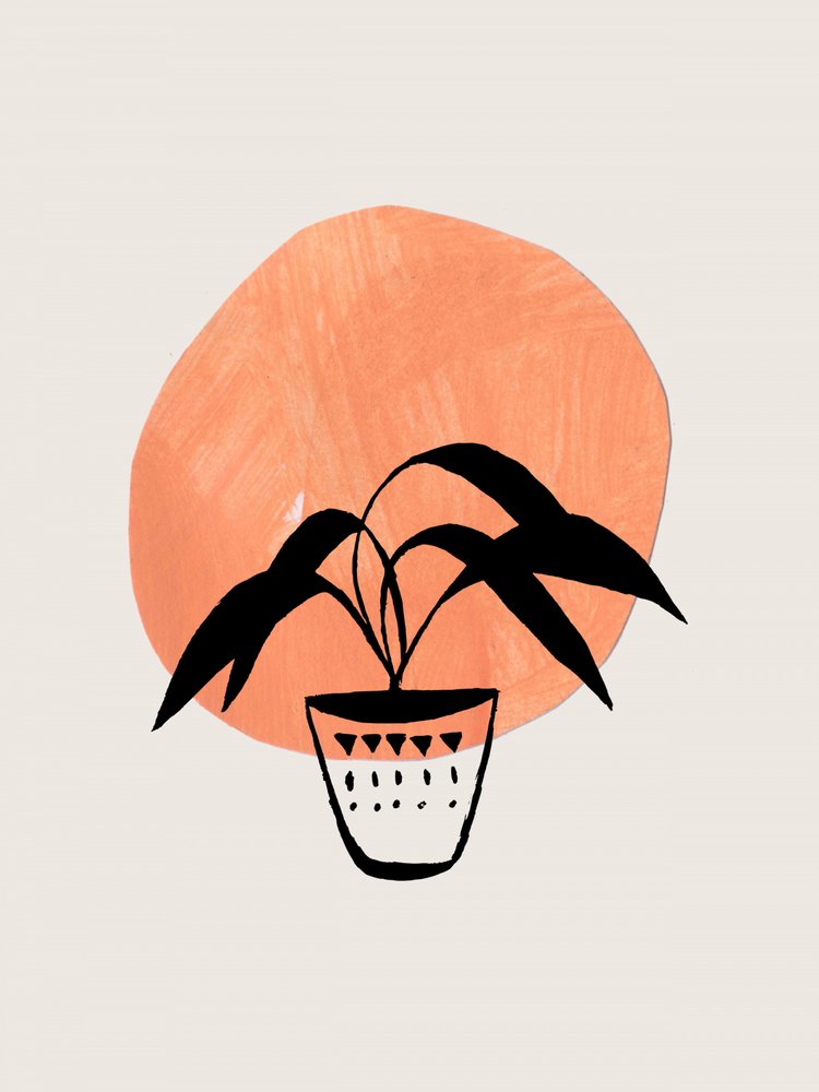 Boho Potted Plant by Ejaaz Haniff
