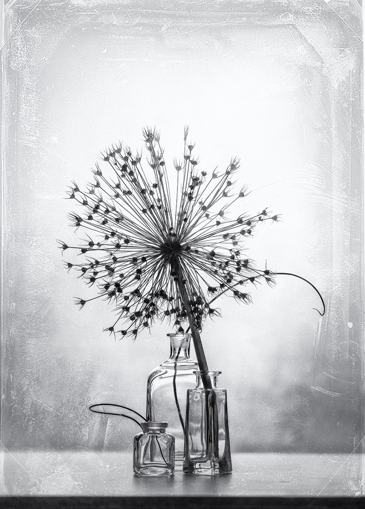 Monochrome Botanical Study by Eleonora Grigorjeva