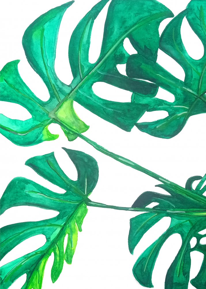 Tropical Monstera Leaves by Elizabeth C