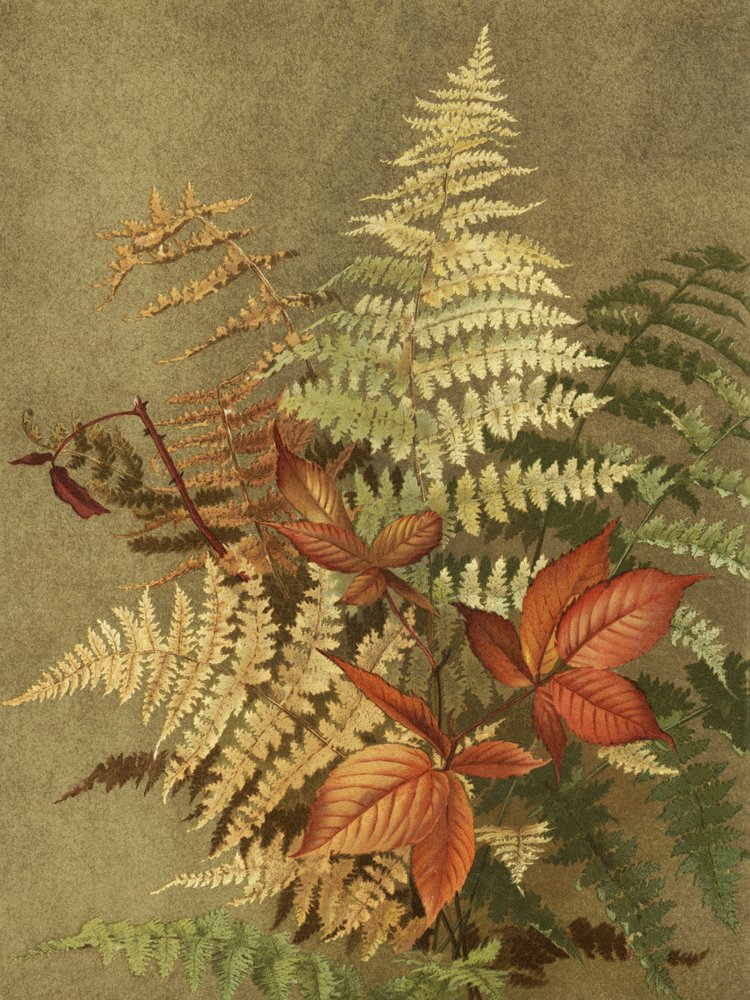 Autumn Ferns by Ellen Thayer Fisher