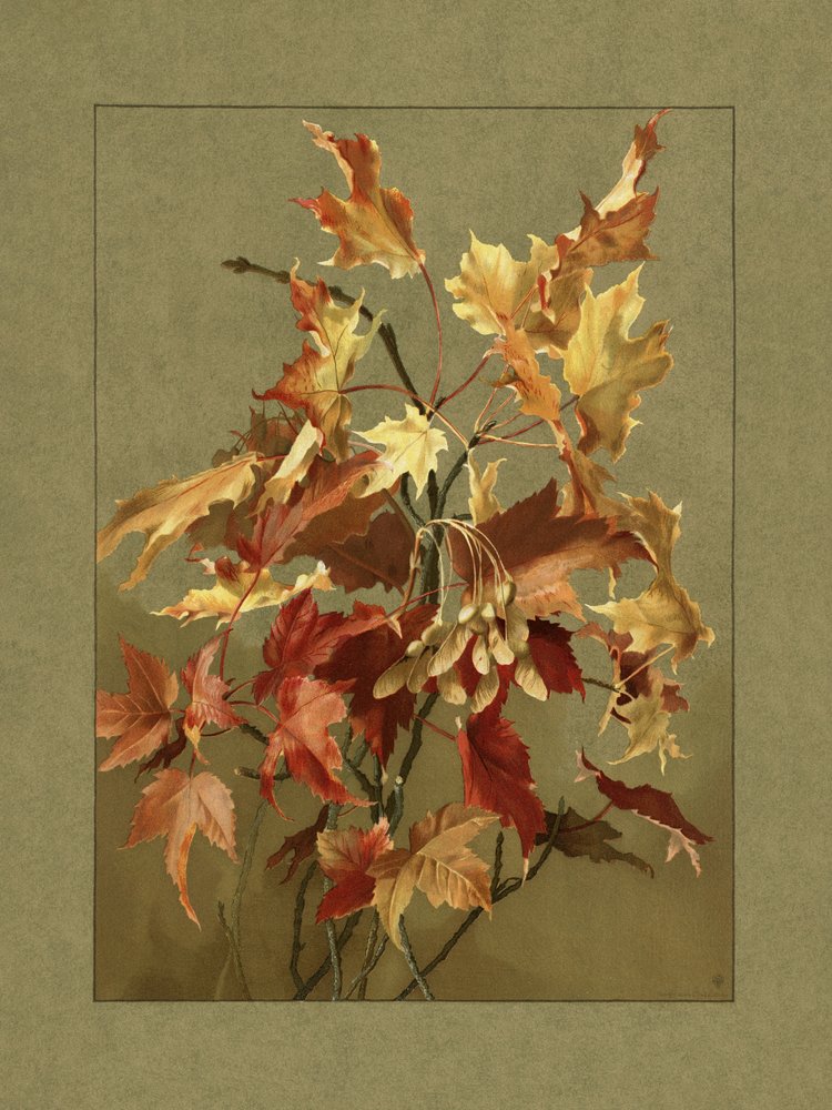 Autumn Leaves, Maple by Ellen Thayer Fisher