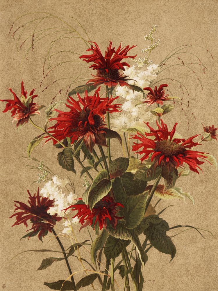 Balm and Spiraea by Ellen Thayer Fisher