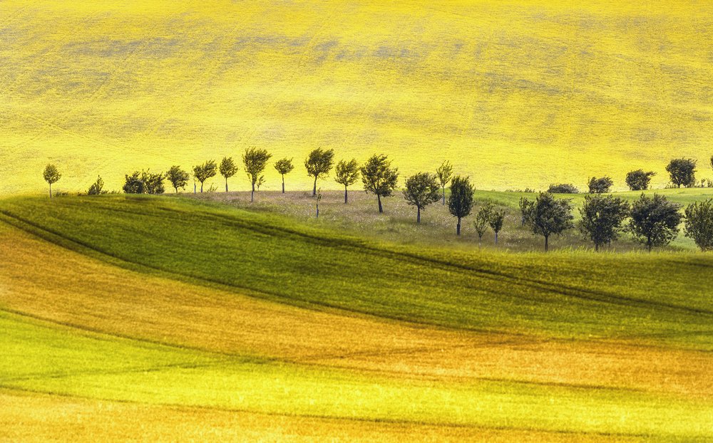 Rolling Hills And Trees by Ewa Całkosińska-Kajzer