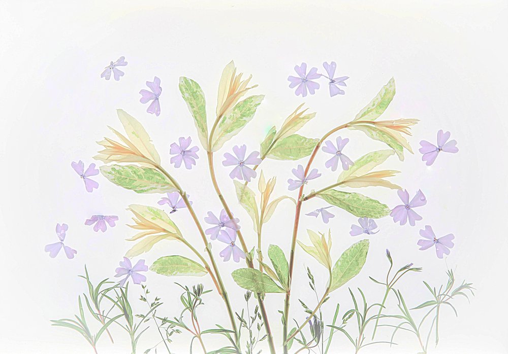 Floating Pastel Botanicals by Fangping Zhou