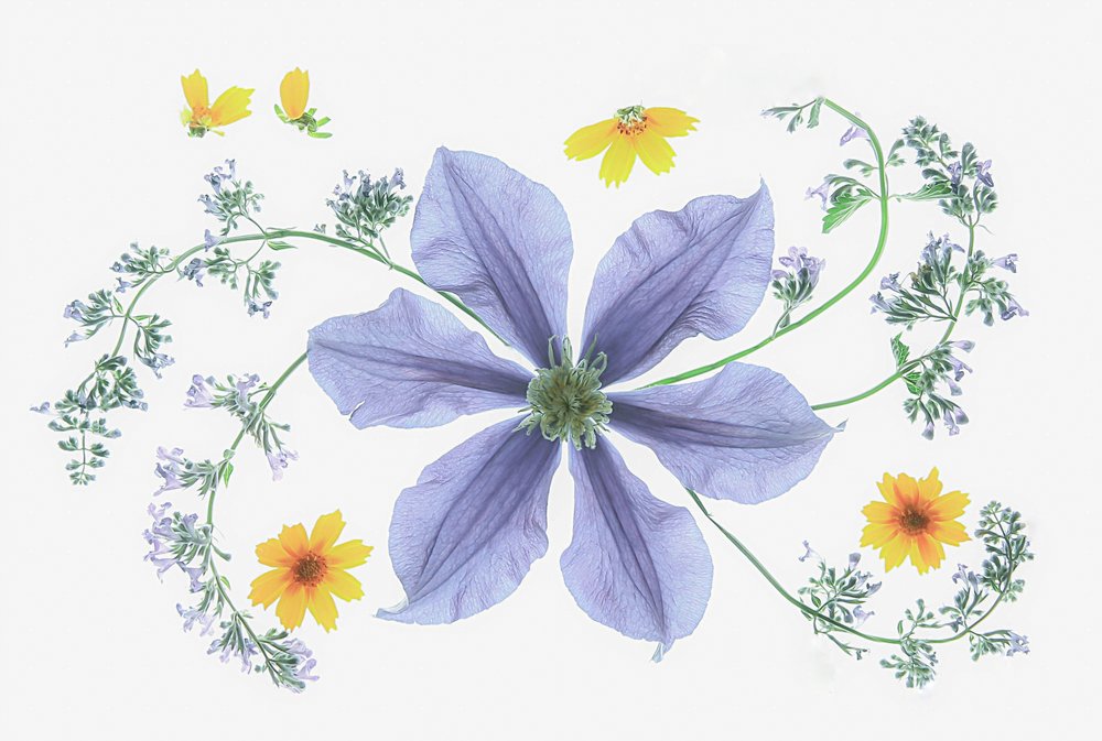Fresh Floral Composition by Fangping Zhou