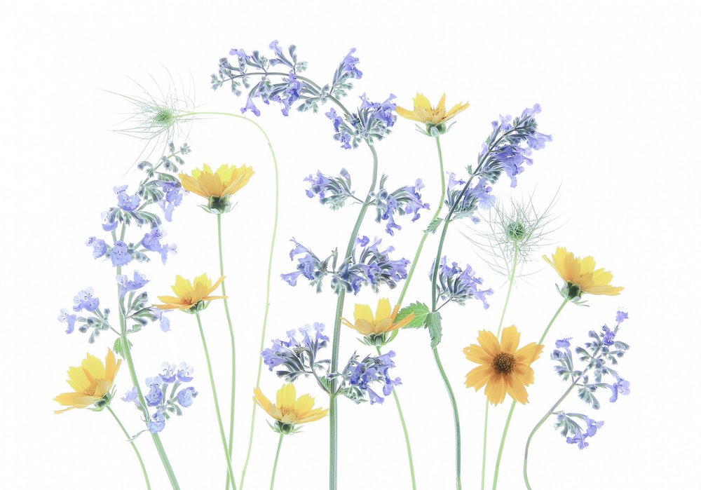 Wild Meadow Blooms by Fangping Zhou