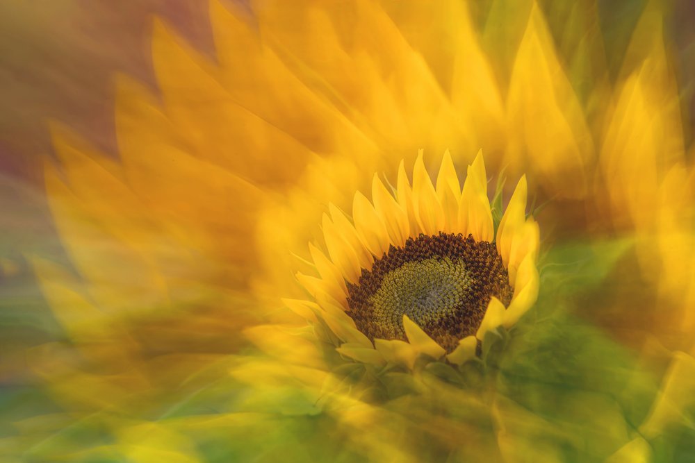 Vibrant Sunflower Radiance by Florent Dirk Thies