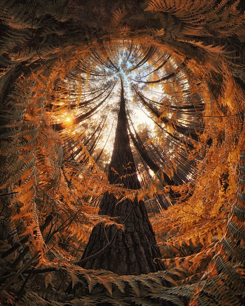 Golden Forest Canopy by Francois Casanova