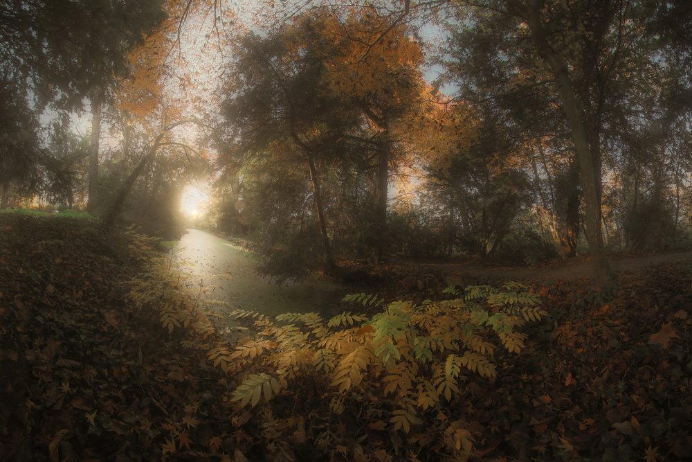 Golden Forest Path by Francois Casanova