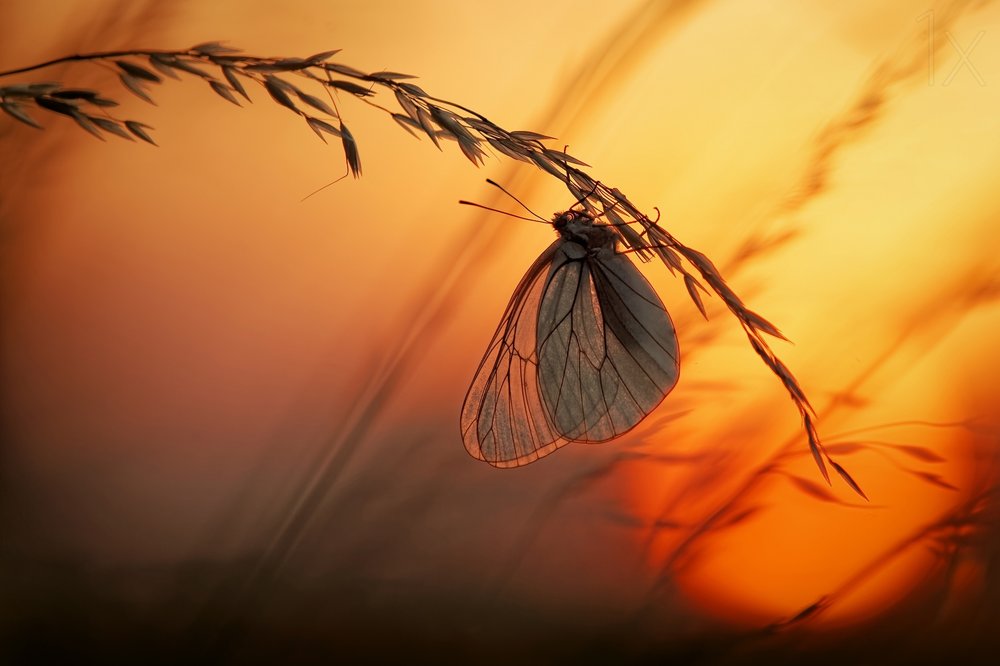 Golden Hour Butterfly by Francois Casanova