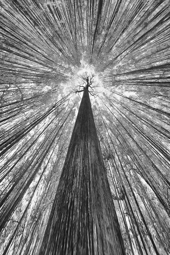 Towering Forest Canopy by Francois Casanova