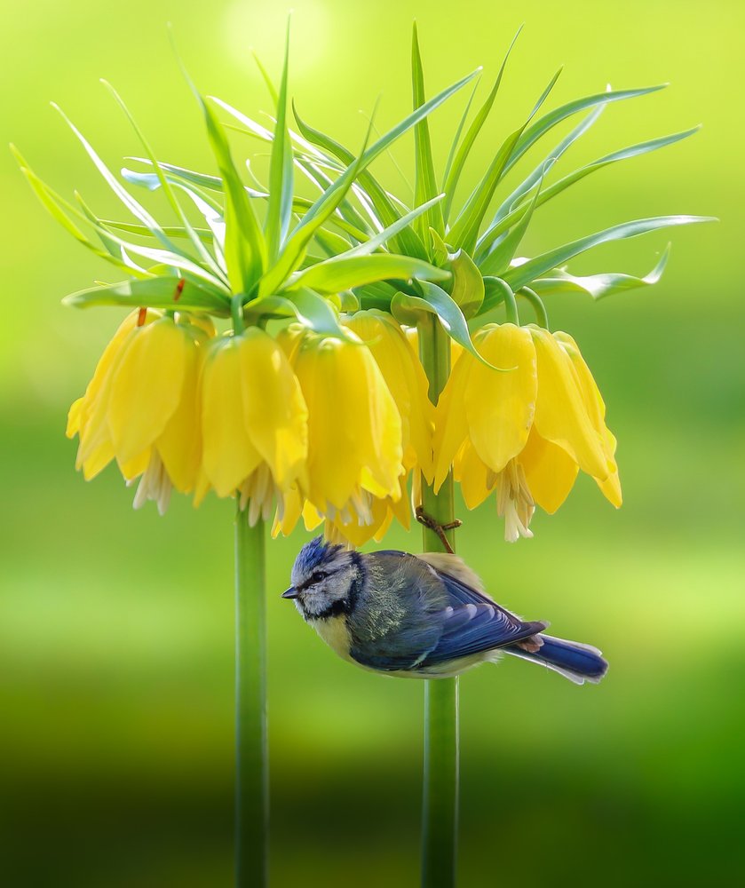 Blue Tit Yellow Blooms by Franziskus Pfleghart