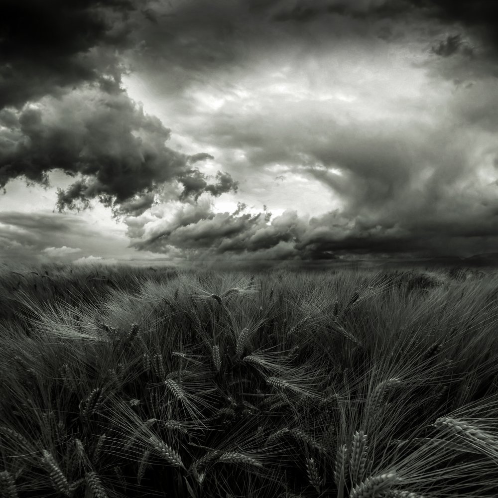 Stormy Wheat Field by Franziskus Pfleghart