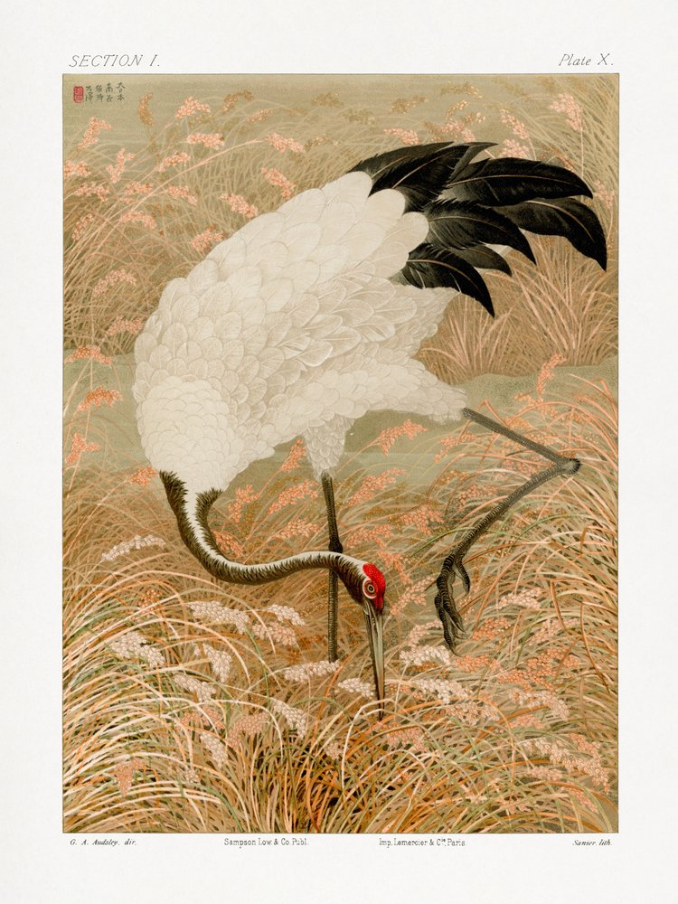 Sarus Crane In Rice Field by G.a. Audsley
