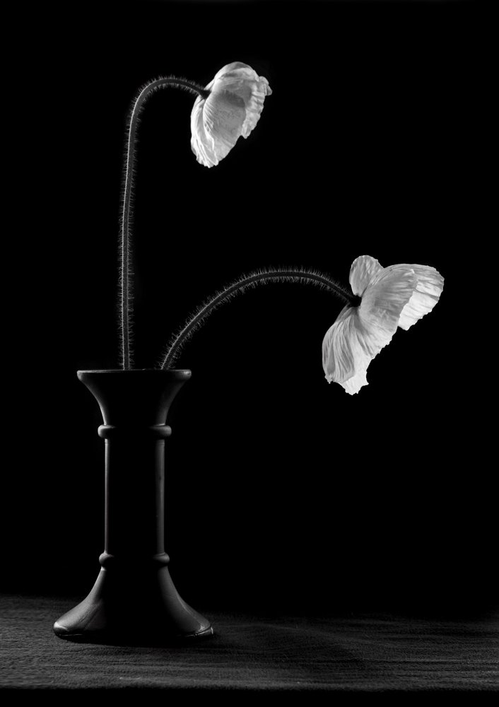Graceful Poppies In Vase by Gaby Grohovaz