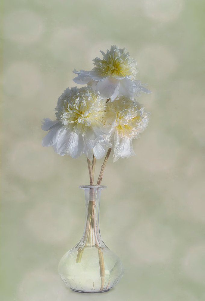 Elegant White Blooms by Gaille Gray