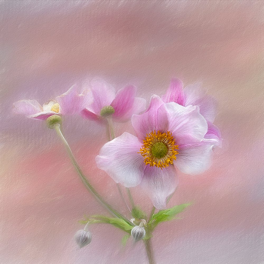 Gentle Pink Blooms by Gaille Gray