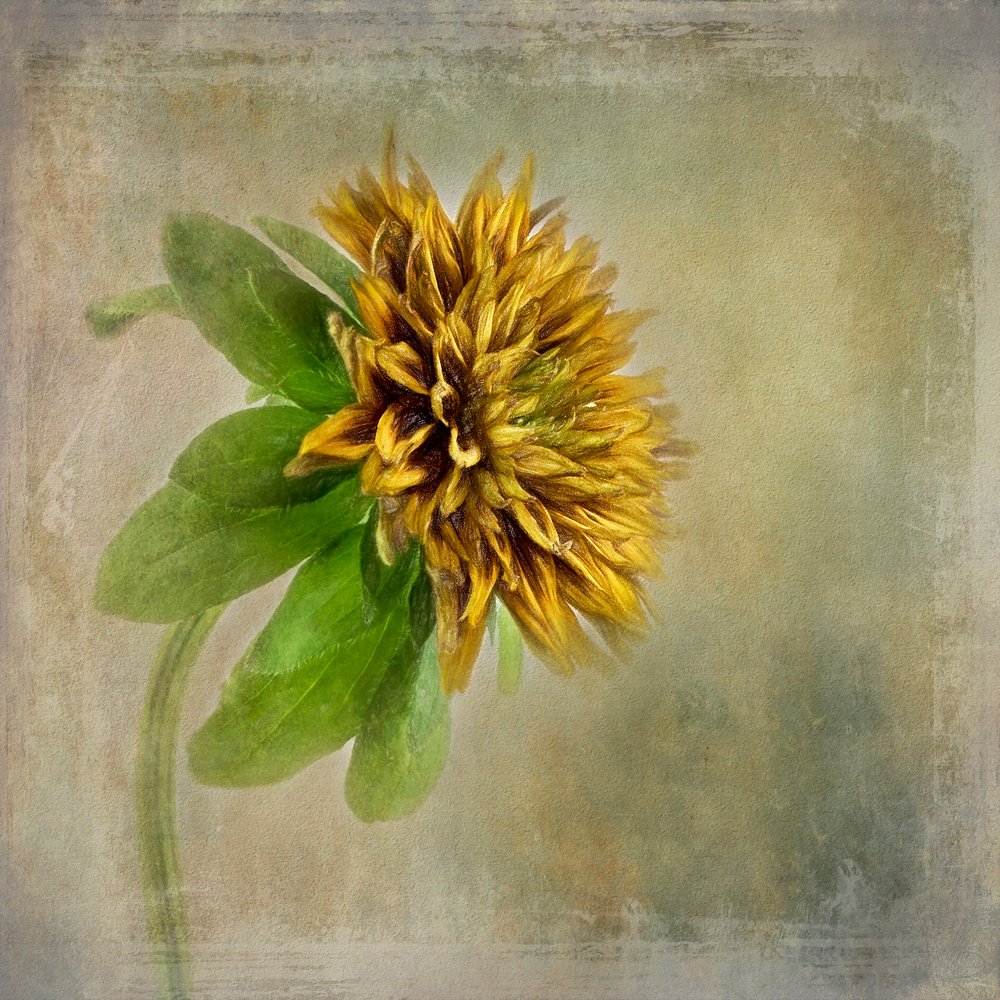 Soft Golden Bloom by Gaille Gray