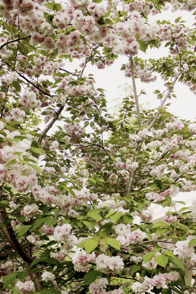 Cherry Blossoms Spring by Gemma Bardot