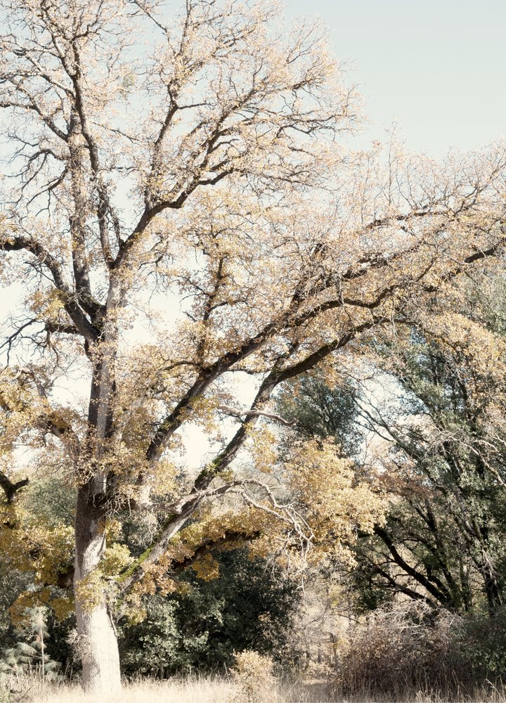 Golden Autumn Woodland by Gemma Bardot