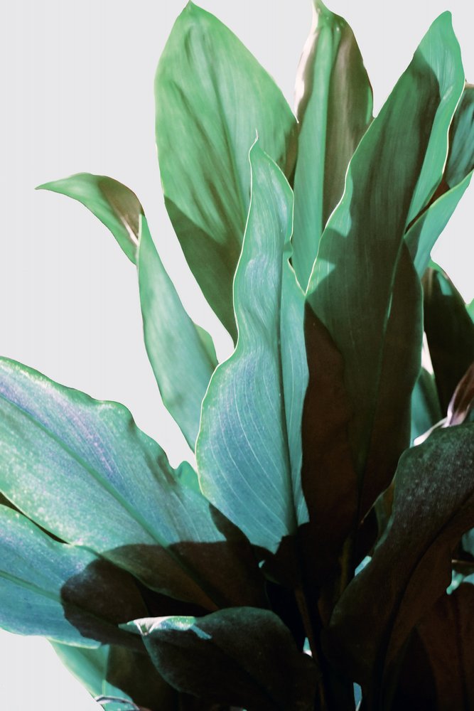 Tropical Green Plant by Gemma Bardot