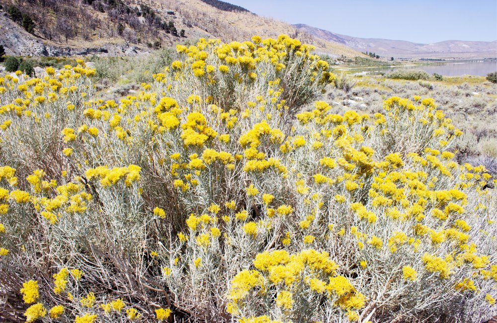 Yellow Desert Bloom by Gemma Bardot