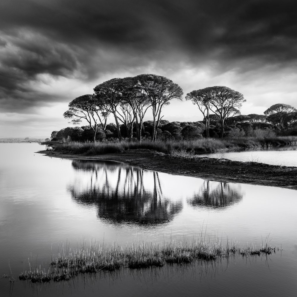 Dramatic Pine Reflections by George Digalakis