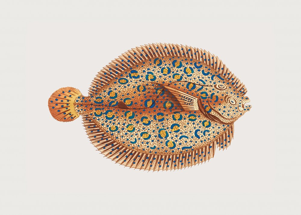Argus Flounder by George Shaw