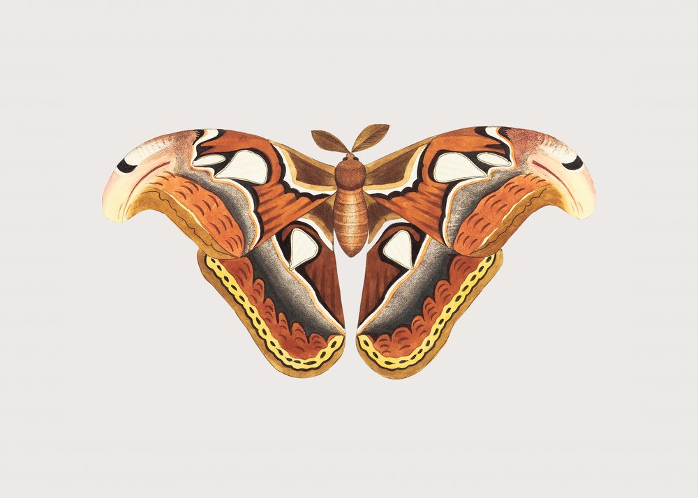 Atlas Moth by George Shaw