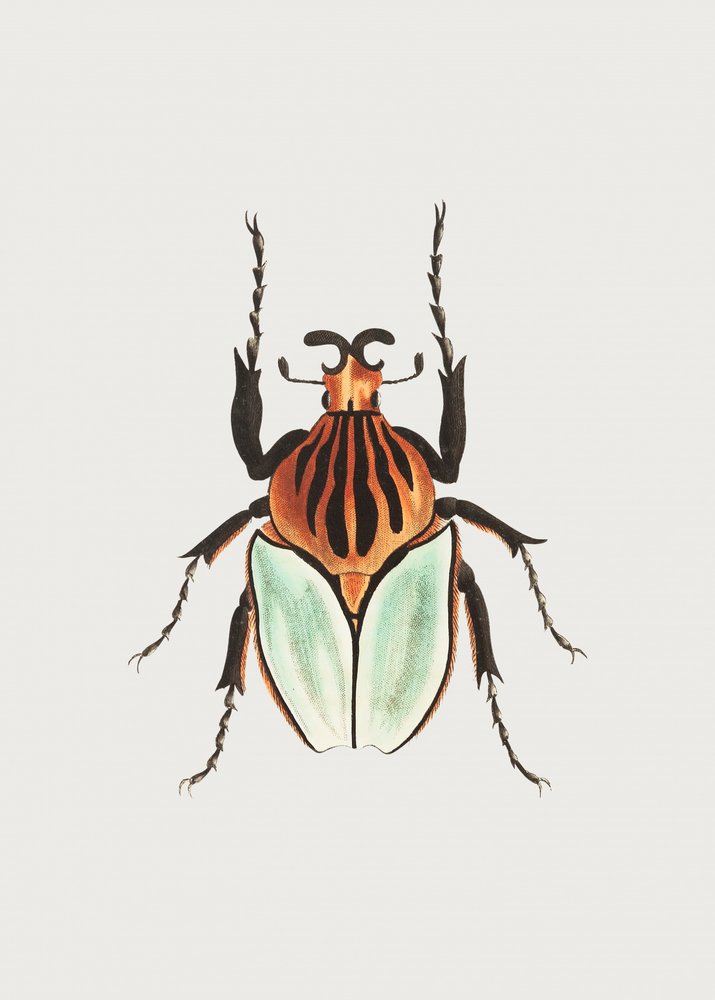 Cacique Beetle by George Shaw