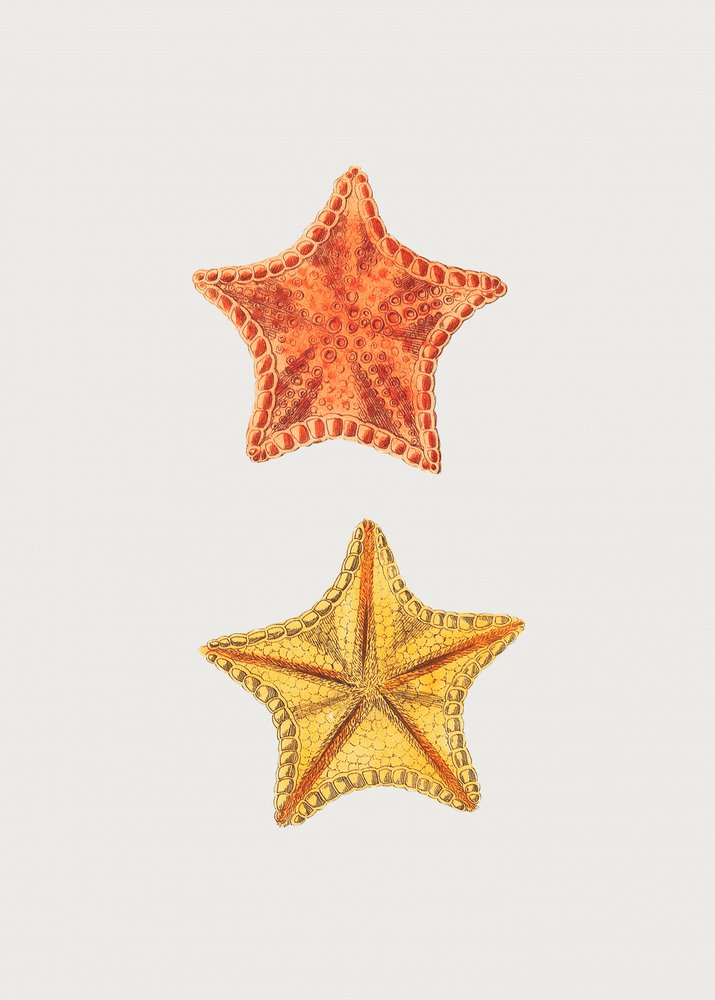 Carved Asterias by George Shaw