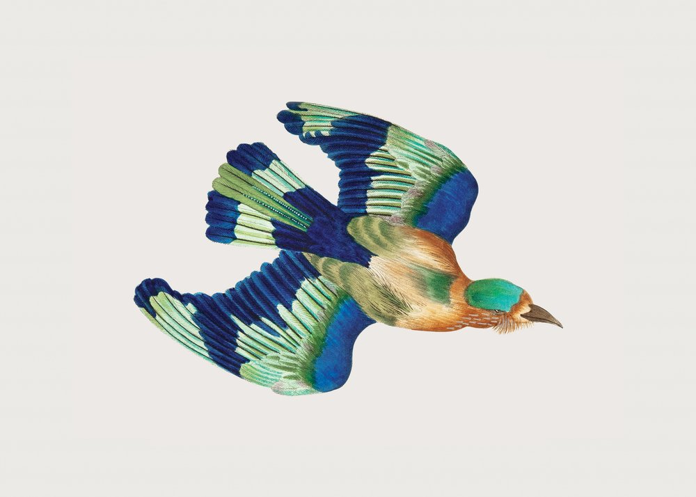 Ceylonese Roller by George Shaw