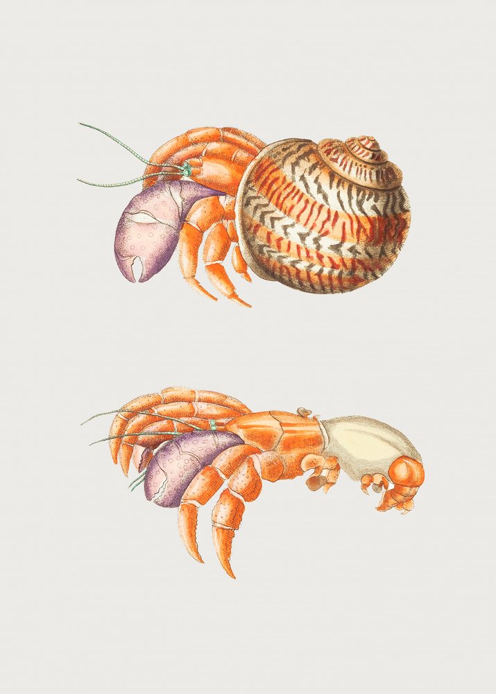 Diogenes Crab by George Shaw