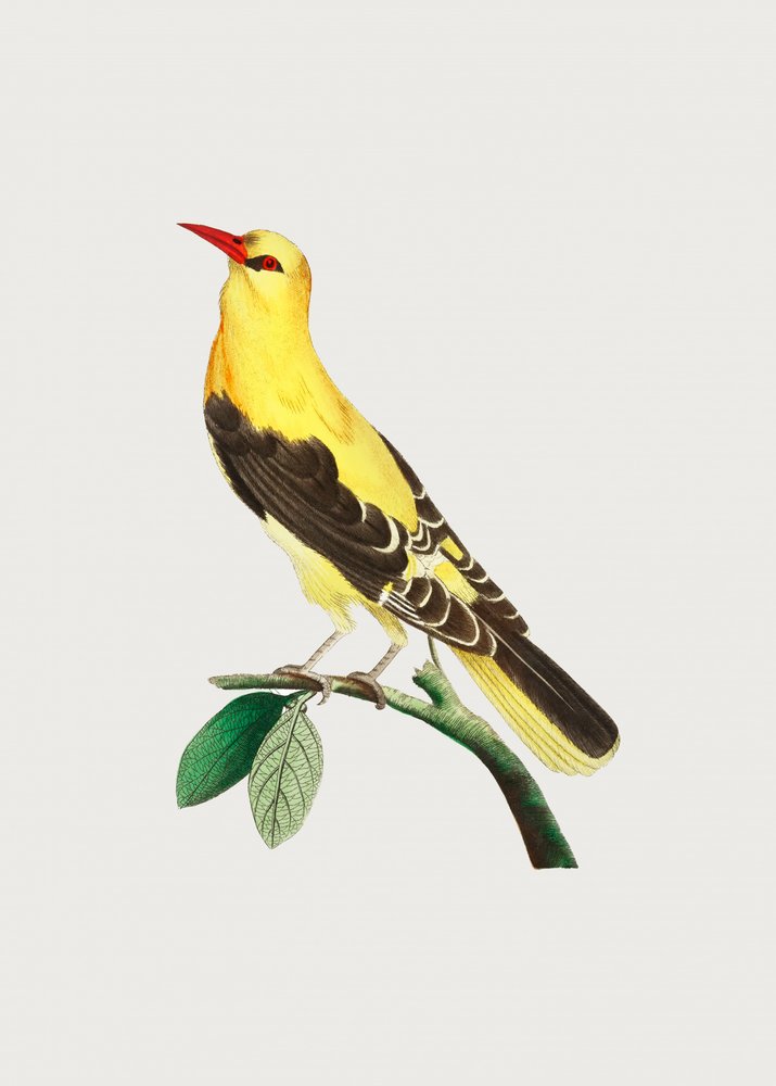 Golden Oriole by George Shaw