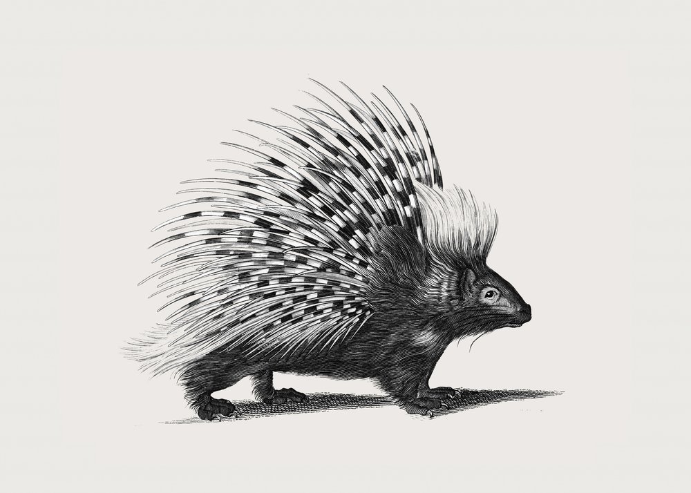 Illustration of Porcupine by George Shaw