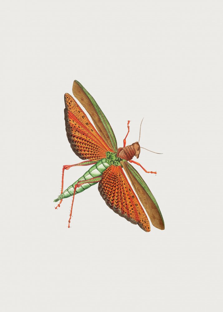 Imperial Locust by George Shaw