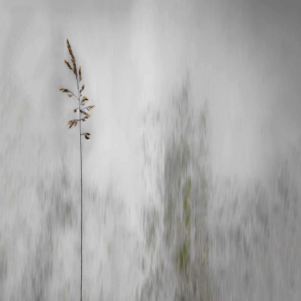 Lone Grass Softly Blurred by Gilbert Claes