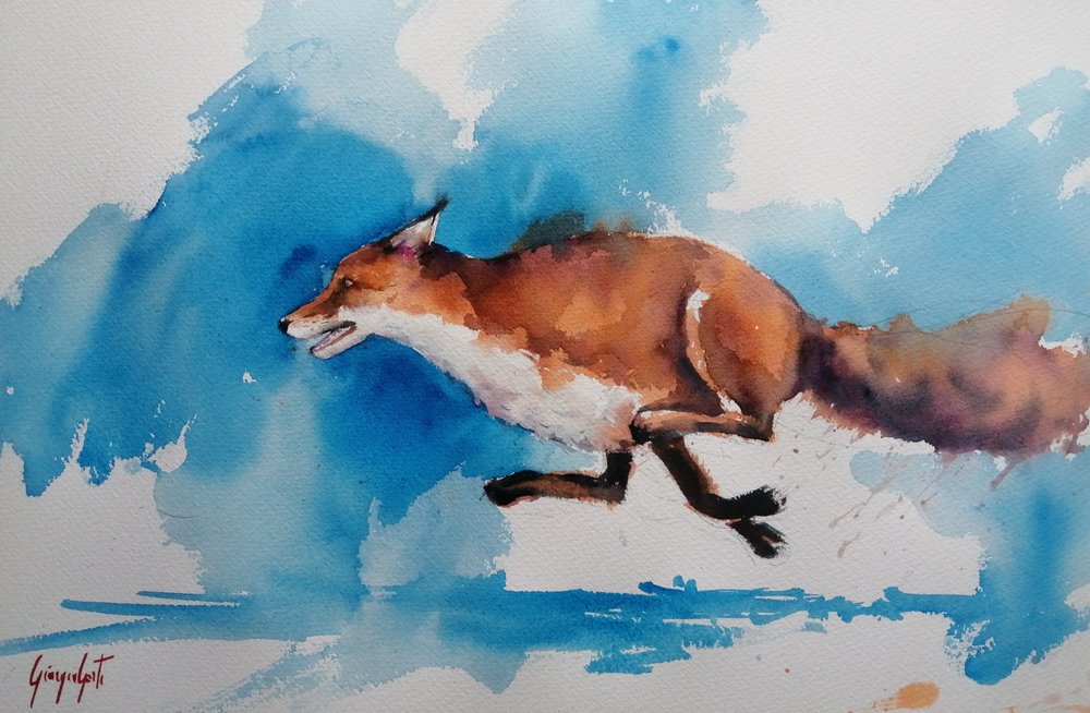 Swift Fox Sprint by Giorgio Gosti