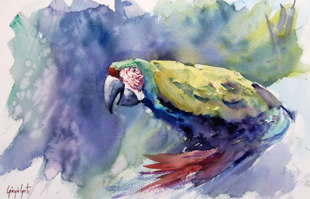 Vibrant Watercolor Macaw by Giorgio Gosti