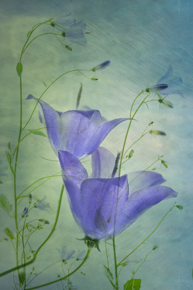 Ethereal Blue Bellflowers by Greetje van Son
