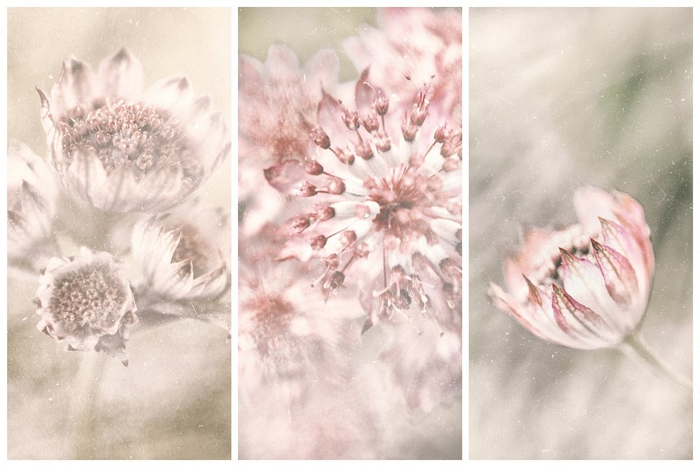 Dreamy Botanical Blushes by Gustav Davidsson
