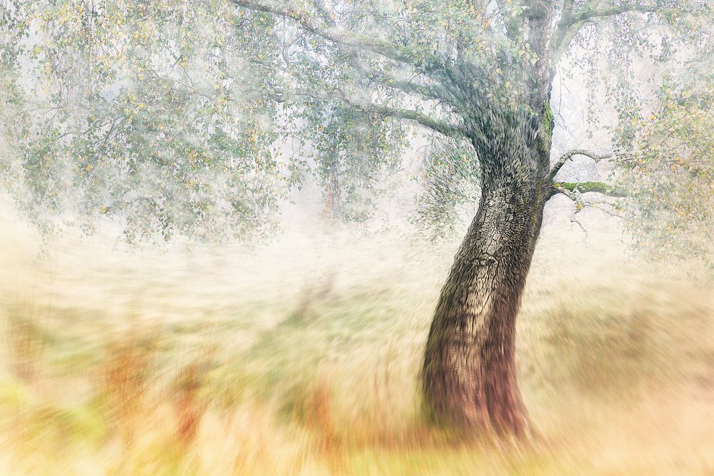 Misty Field Tree by Gustav Davidsson